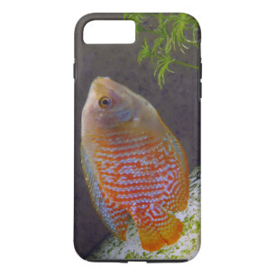 Funda Para iPhone 8 Plus/7 Plus Pescado de Dwarf Gourami