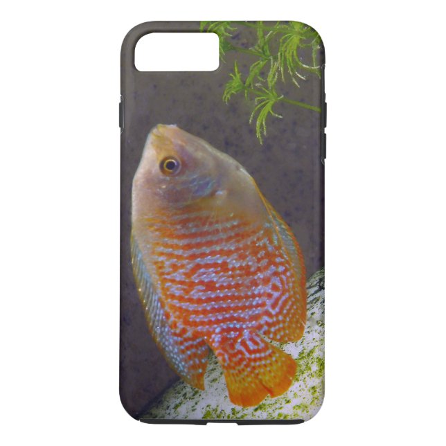 Funda De Case-Mate Para iPhone Pescado de Dwarf Gourami (Reverso)