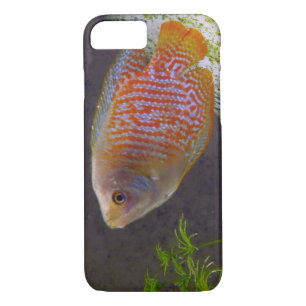 title_seo2 Pescado Gourami enano