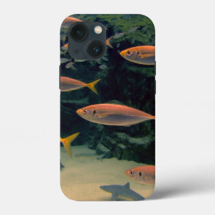 Funda Para iPhone 13 Mini Pescado Rosado Shoal
