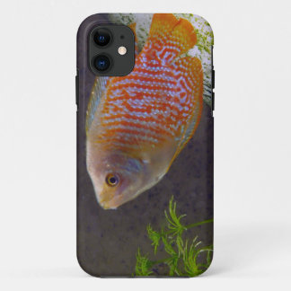 Funda Para iPhone 11 Pescados enanos del Osphromemus gorami