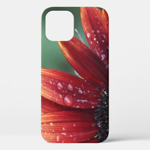 Funda Para iPhone 12 Pétalos De Girasol Rojo Y Caídas De Lluvia