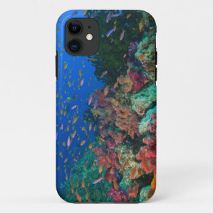 Funda Para iPhone 11 Pez hadas escolarizados (Pseudanthias