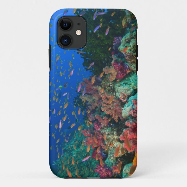 Funda De Case-Mate Para iPhone Pez hadas escolarizados (Pseudanthias (Reverso)