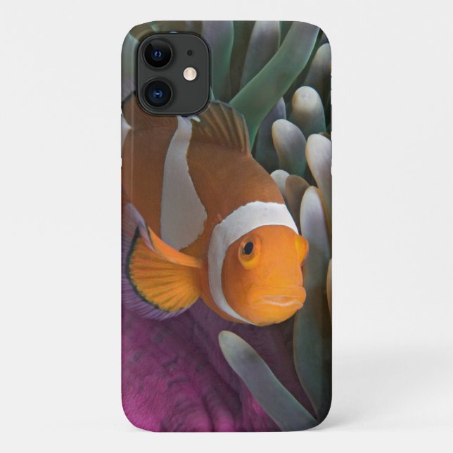 Funda De Case-Mate Para iPhone Pez payaso occidental (Reverso)
