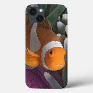 Funda Para iPhone 13 Pez payaso occidental