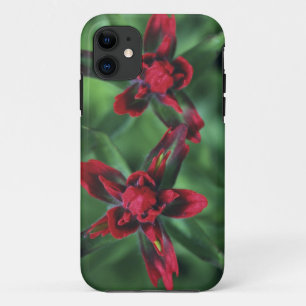 Funda Para iPhone 11 Pincel indio, Banff NP, Alberta, Canadá 2