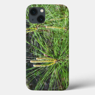 title_seo2 Pine Needles por Kenneth Yoncich