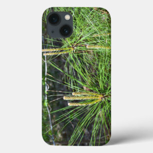 title_seo2 Pine Needles por Kenneth Yoncich