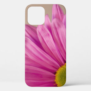 title_seo2 Pink Gerber Daisy