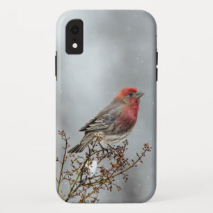 Funda Para iPhone XR Pinzón Mexicano en la Nieve - Fotografía Original