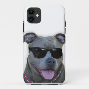 title_seo2 Pitbull con los vidrios