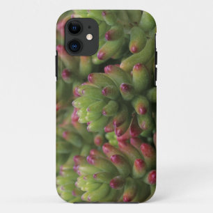 title_seo2 Planta Sedum, Museo del Desierto de Arizona-Sonora