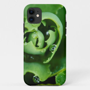 Funda Para iPhone 11 Planta suculenta con gotitas de agua