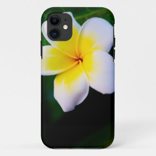 title_seo2 Plumeria