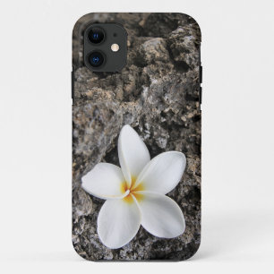 title_seo2 Plumeria suave