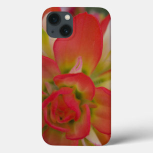 Funda Para iPhone 13 Primer plano de Indian Paint Brush cerca de Gay Hi