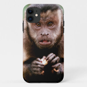 Funda Para iPhone 11 Primer plano de un mono capuchino de capucha negra
