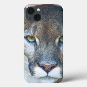 title_seo2 Puma, león de montaña, pantera de la Florida, puma