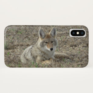 title_seo2 R22 Coyote Acostado