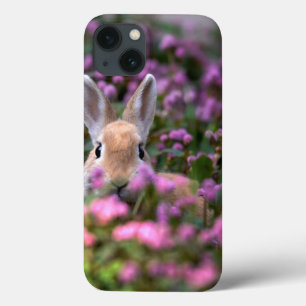 title_seo2 Rabbit farm