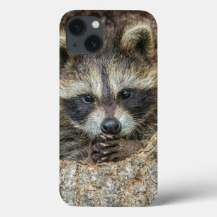 Funda Para iPhone 13 Raccón escondido dentro de un árbol hueco
