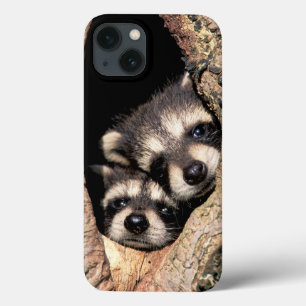 Funda Para iPhone 13 Raccoons bebé busca fuera del árbol