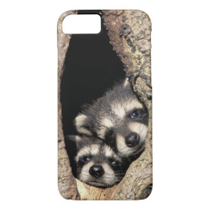 title_seo2 Raccoons para bebés en cavidad de árbol Procyon