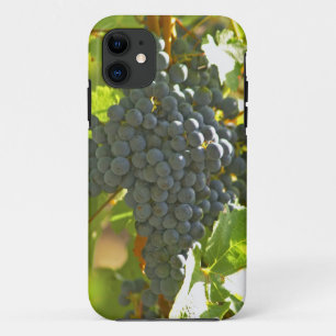 title_seo2 racimo de uva Cabernet Sauvignon en el Chateau