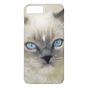 title_seo2 Ragdoll kitten