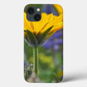 Funda Para iPhone 13 Raíz de bálsamo de hoja de flecha y lupino en flor