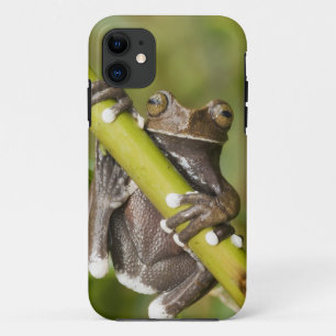 Funda Para iPhone 11 Rana arborícola cautiva de Tapichalaca Hyloscirtus