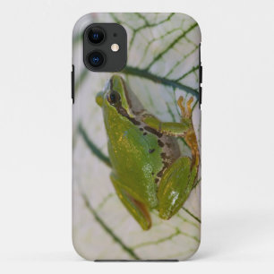 Funda Para iPhone 11 Rana de árbol del Pacífico sobre flores en nuestro