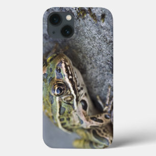 Funda Para iPhone 13 Rana de leopardo septentrional, Ver-por la isla,
