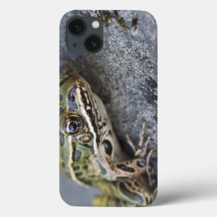 title_seo2 Rana de leopardo septentrional, Ver-por la isla,