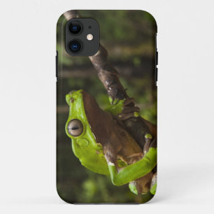 Funda Para iPhone 11 rana hoja gigante Phyllomedusa bicolor)