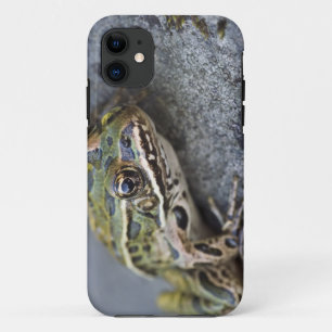 Funda Para iPhone 11 rana leopardo del norte, Isla transparente,