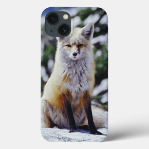 title_seo2 Red Fox sitting on snow bank, Vulpes, Mt.