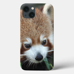 Funda Para iPhone 13 Red Panda, Taronga Zoo, Sydney, Australia