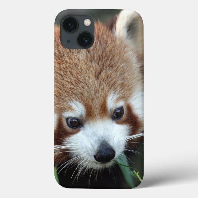 Funda De Case-Mate Para iPhone Red Panda, Taronga Zoo, Sydney, Australia (Reverso)