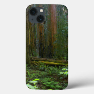 Funda Para iPhone 13 Redwoods In Muir Woods National Park