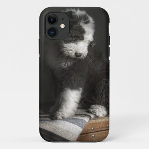 Funda Para iPhone 11 Retrato Bobtail del perrito en estudio