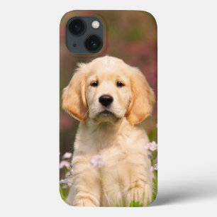 Funda Para iPhone 13 Retrato de Cachorro de Oro Perro Cute Goldie -