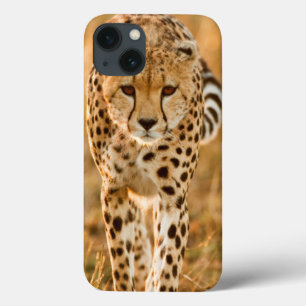 Funda Para iPhone 13 Retrato del guepardo (Acinonyx Jubatus), Maasai