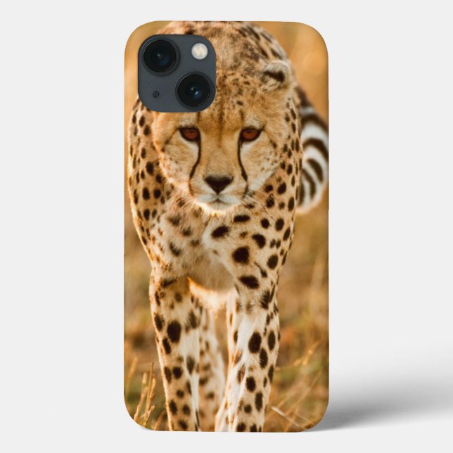 Funda De Case-Mate Para iPhone Retrato del guepardo (Acinonyx Jubatus), Maasai (Reverso)