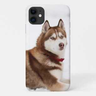 Funda Para iPhone 11 Retrato espumoso siberiano chiquito