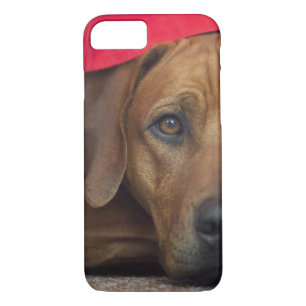 title_seo2 rhodesian-ridgeback