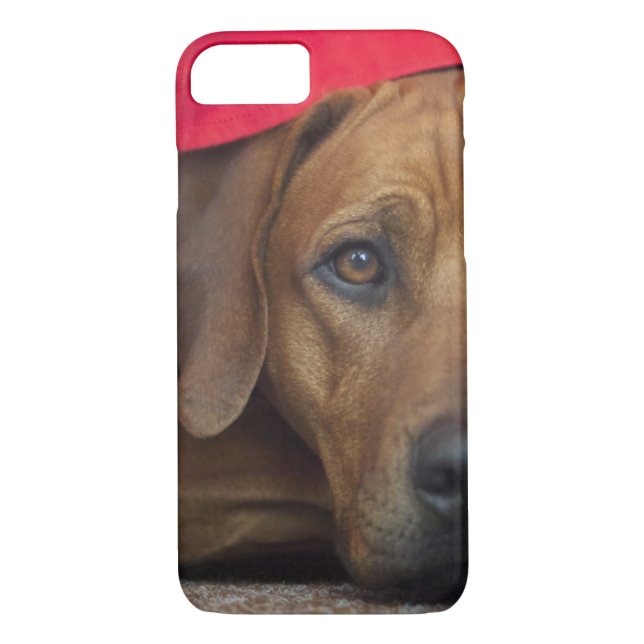 Funda De Case-Mate Para iPhone rhodesian-ridgeback (Reverso)