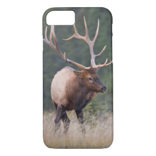 title_seo2 Rocky Mountain Elk