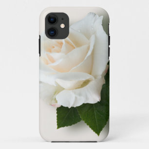 title_seo2 Rosa blanco 'Pascali